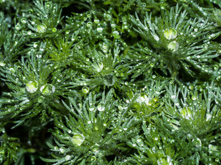 Green shoots and leaves of wormwood with water drops