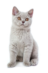 Junge Britisch Kurzhaar Katze