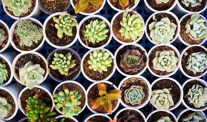 Succulents view from above,  background in a cactus cacti