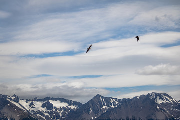 Fototapeta na wymiar Chilean Skua Birds flying over Mountains in Beagle Channel - Ushuaia, Tierra del Fuego, Argentina