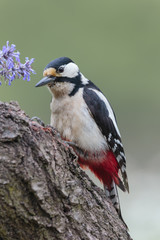 Woodpecker101