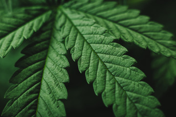 Naklejka na ściany i meble cannabis plants