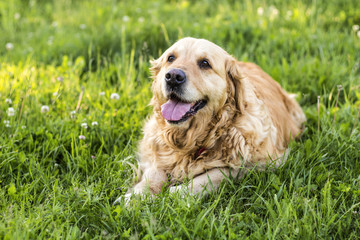 old golden retriever dog