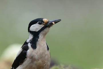 Woodpecker100