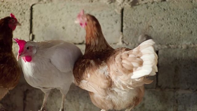 Brown chicken and white cock sit on a wooden stick in a barn. 4K