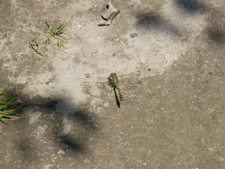 Dragonfly