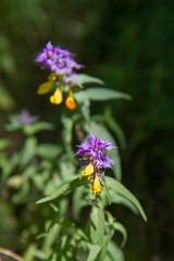Melampyrum nemorosum (natt och dag)