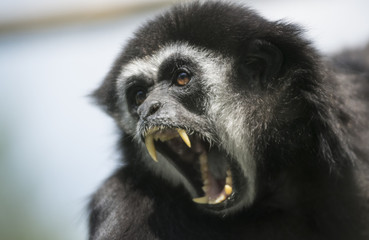Screaming monkey