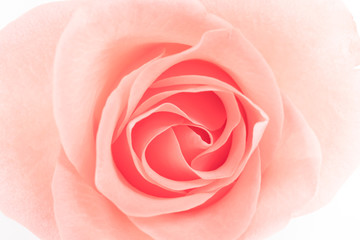 Fototapeta na wymiar Rose flowers 