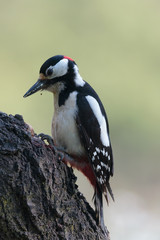 Woodpecker099