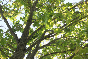 Beautiful fresh spring leaves of maple tree