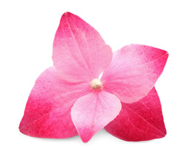 Flower of pink hortensia on white background