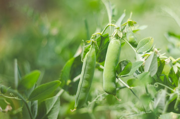Pods of green peas grow on the garden © andrei310