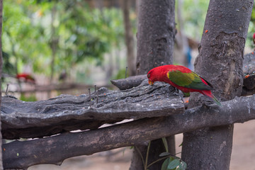 Chattering Lory (Lorius garrulus) on a colorful background. in the zoo