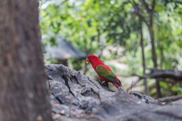 Chattering Lory (Lorius garrulus) on a colorful background. in the zoo