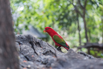 Chattering Lory (Lorius garrulus) on a colorful background. in the zoo