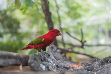 Chattering Lory (Lorius garrulus) on a colorful background. in the zoo