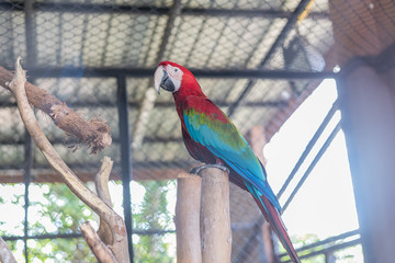 Beautiful cute funny bird of red feathered ara parrot outdoor  in the zoo