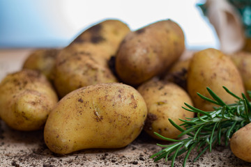 New harvest - young raw organic potatoes uncooked