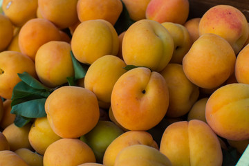 Full crate of fresh ripe apricots (Prunus armeniaca)