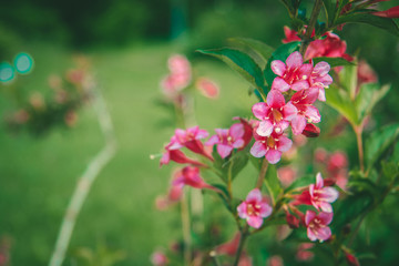 Green grass and red, crimson flowers in the nature