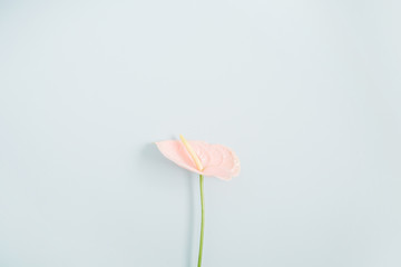 Beautiful pink anthurium flower isolated on pale pastel blue background. Flat lay, top view. Floral composition