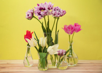 Glass vases with beautiful tulips on color background