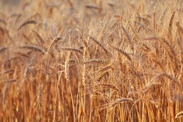 Wheat field detail