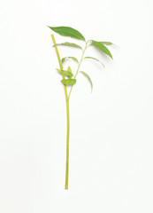 Green plant seedling willow tree, stem with leaves isolated on a white background