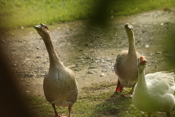 gansos pareja