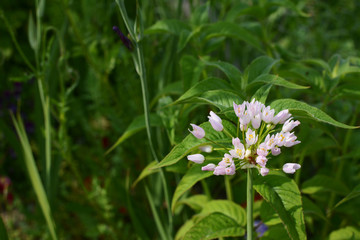 Buds of white allium roseum flowers