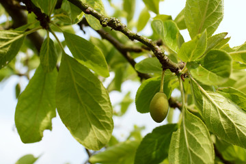 Single green unripe plum on the tree