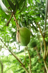 green mango on tree