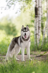 Beautiful dog Siberian Husky