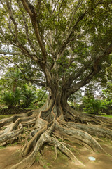 Antonio Borges Botanical Garden in Ponta Delgada