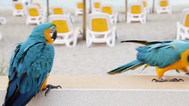 2 Papageien beim Streit bunter Papagei auf Mauer an K&uuml;ste im Sommer am Meer