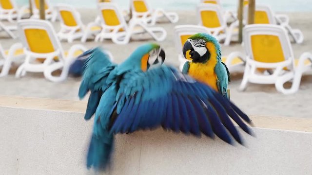 Papageistreit Streit zwischen 2 Papageien auf Mauer am Strand auf Insel im Urlaub an Küste im Sommer 