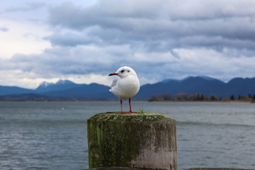 white Seagull sitting on pier on lake in cloudy weather