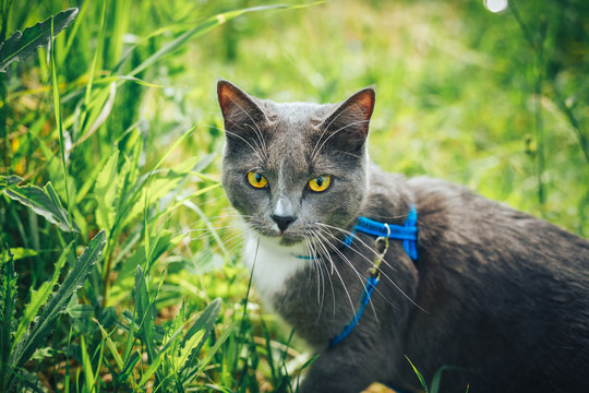 Gray pet cat with leash wandering in backyard. Young cute male cat wearing a harness go on lawn having lifted tail. Pets walking outdoor adventure on green grass in park.