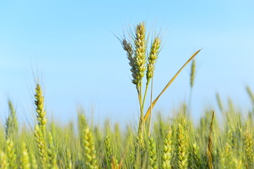 Obraz premium wheat