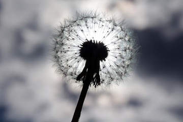 dandelion through which the sun is visible among the clouds