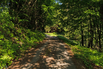 Narrow path lit by soft spring sunlight. Forest spring nature. Spring forest natural landscape with forest trees
