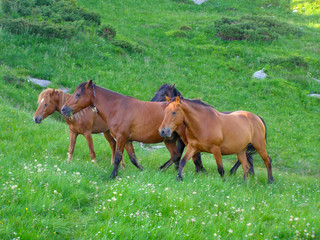 Bay horses in the field in hill or mountains. Green grass and flowers meadow