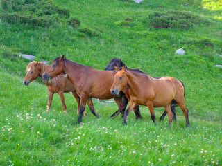 Obraz premium Bay horses in the field in hill or mountains. Green grass and flowers meadow