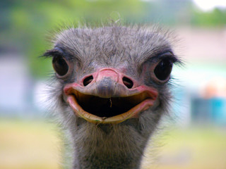 Ostrich bird head and neck front portrait in the park. Up close smiley fun face.