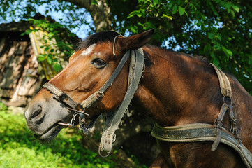 Obraz premium A head of a bay horse.