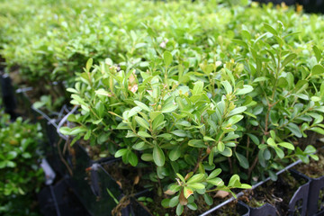 small bushes of green plants in pots