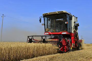 Fototapeta na wymiar Harvester in wheat