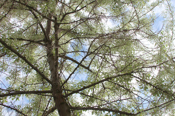 blue sky with clouds seen through the branches of a tree with leaves