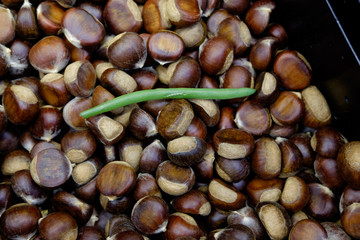 Chestnut Bean